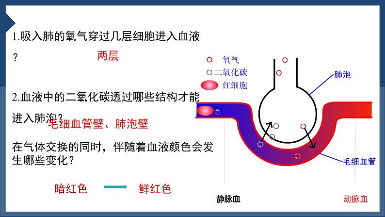 3.2+发生在肺内的气体交换（第二课时）课件PPT第8页