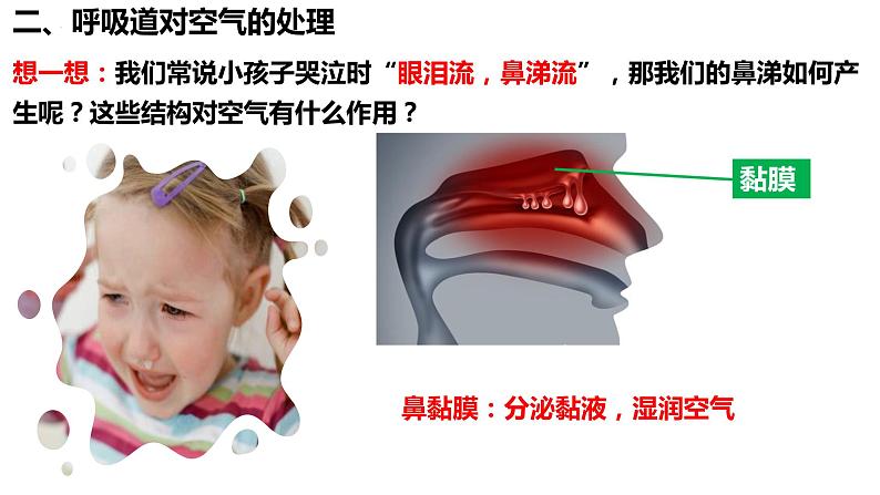 4.3.1 呼吸道对空气的处理课件PPT08