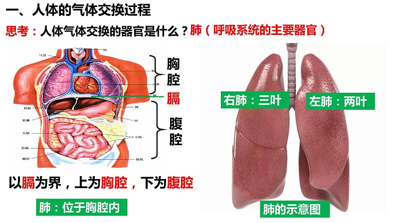 4.3.2 发生在肺内的气体交换课件PPT04