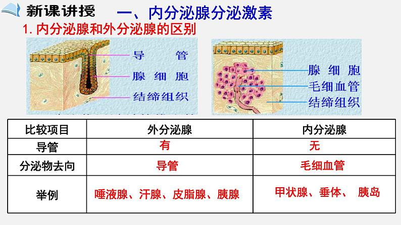 4.6.4激素调节（课件）02