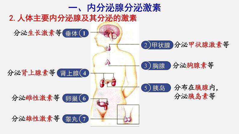 4.6.4激素调节（课件）03