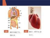 4.4.3 输送血液的泵——心脏（第1课时）课件PPT