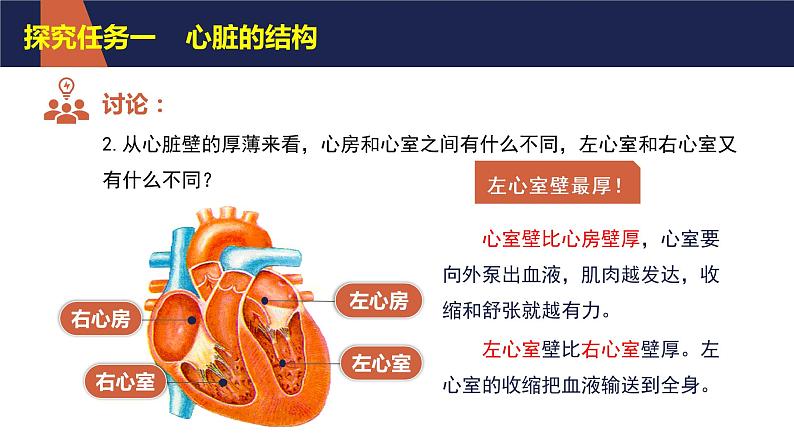 4.4.3 输送血液的泵——心脏（第1课时）课件PPT07