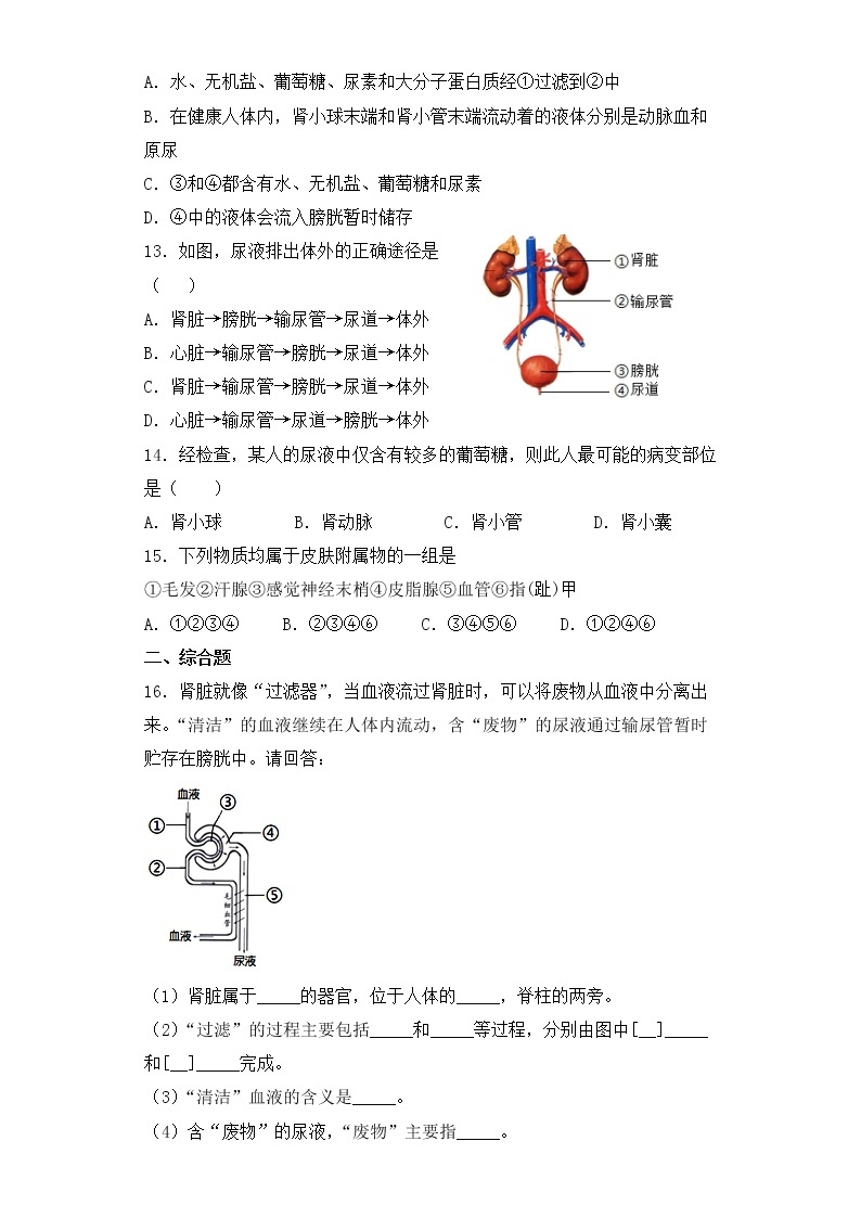 人教版生物七年级下册第五章（人体内废物的排出）检测试卷03