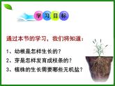 植株的生长课件