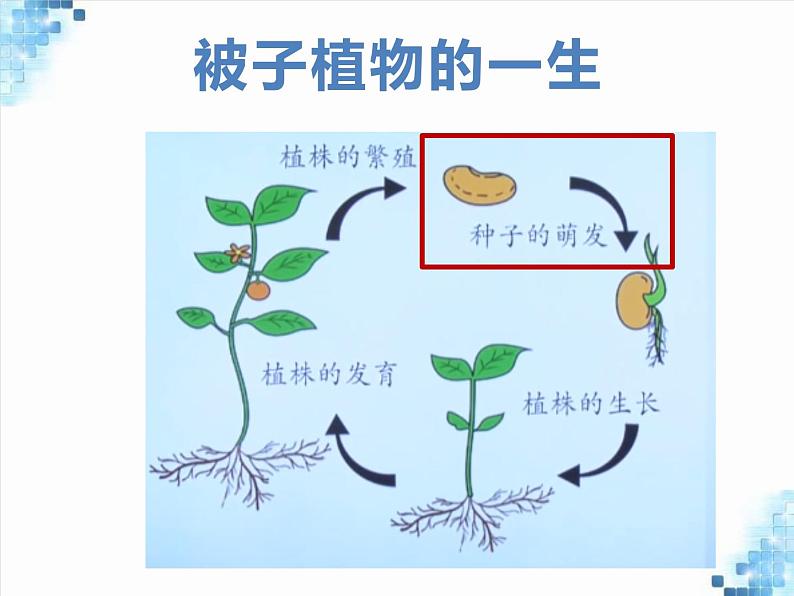 种子的萌发课件第1页