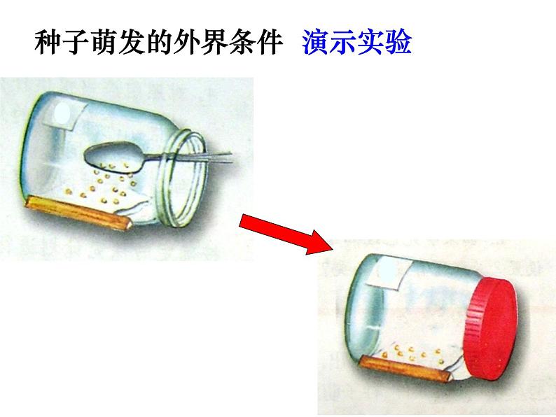 种子的萌发课件第8页