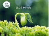 种子植物1课件