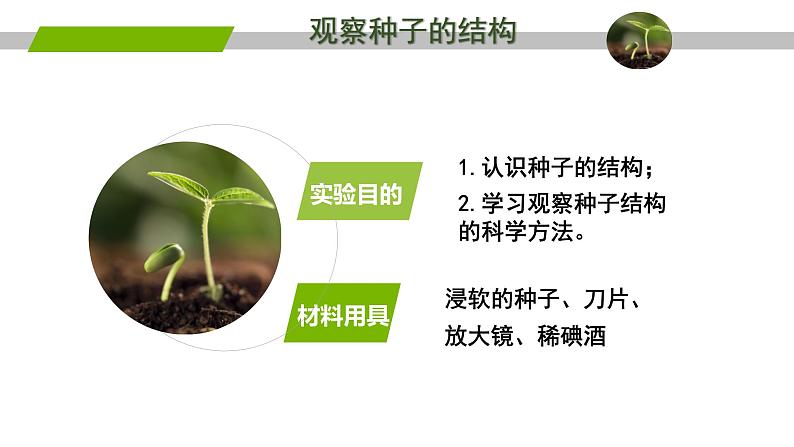 种子植物1课件第7页