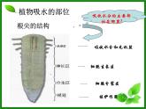 3.3绿色植物参与生物圈的水循环课件PPT