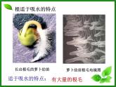 3.3绿色植物参与生物圈的水循环课件PPT