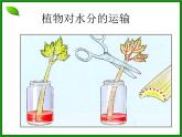 3.3绿色植物参与生物圈的水循环课件PPT