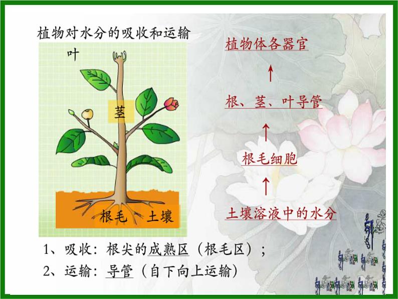 3.3绿色植物参与生物圈的水循环课件PPT07