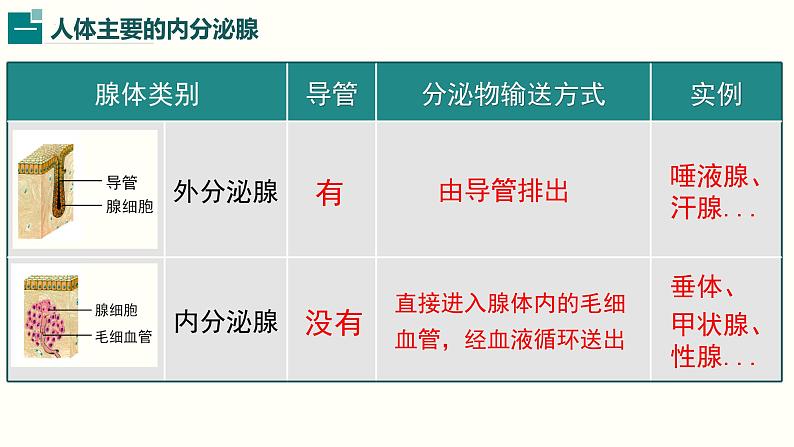 第四单元第十二章第三节激素调节课件  北师大版生物七年级下册04