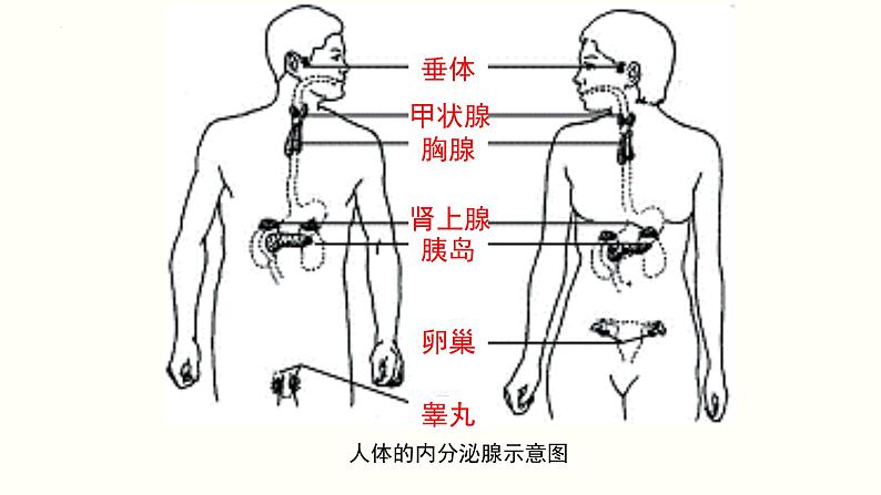 第四单元第十二章第三节激素调节课件  北师大版生物七年级下册05