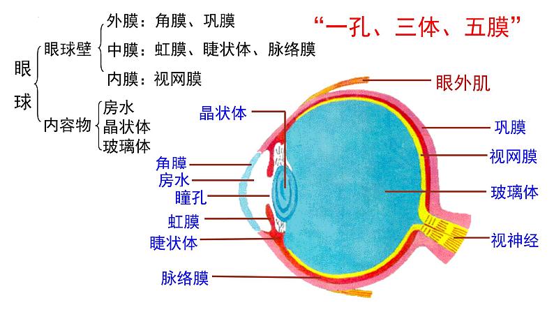 第四单元第十二章第二节视觉和视觉器官  课件  北师大版生物七年级下册第3页