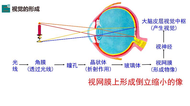 第四单元第十二章第二节视觉和视觉器官  课件  北师大版生物七年级下册第6页