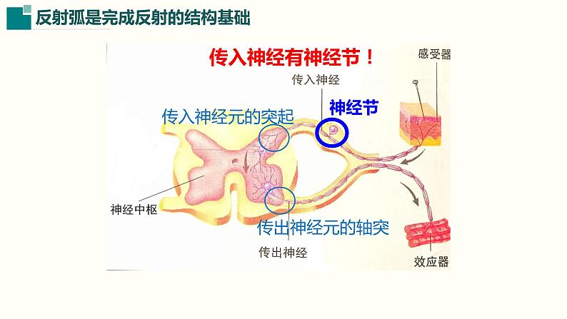 第四单元第十二章第一节反射及其类型课件  北师大版生物七年级下册第6页