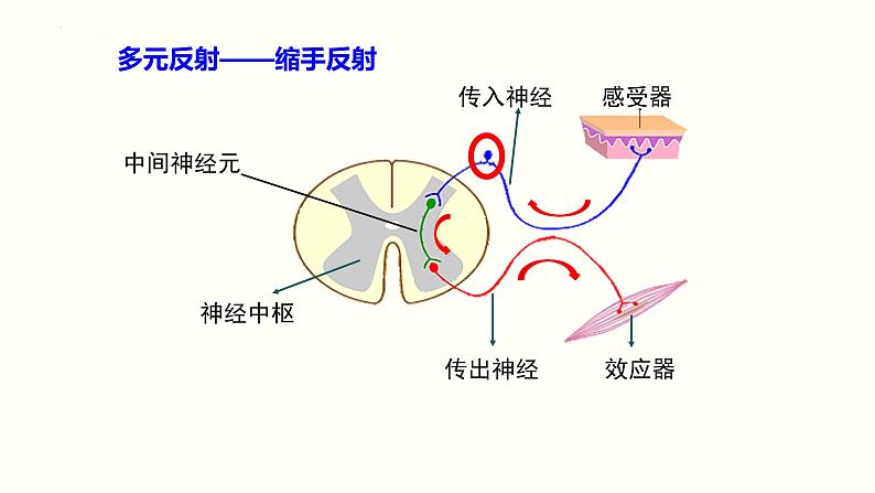 第四单元第十二章第一节反射及其类型课件  北师大版生物七年级下册第7页