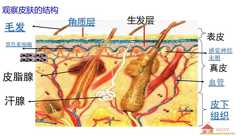 第四单元第十一章第三节 皮肤与汗液分泌课件  北师大版生物七年级下册08