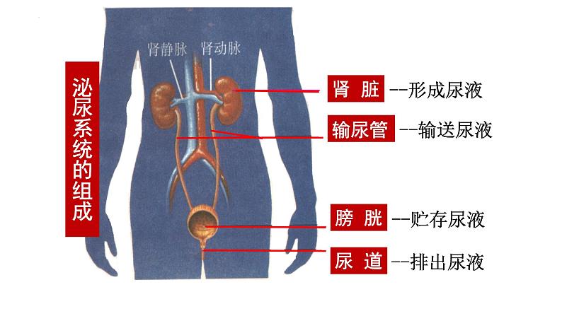 第四单元第十一章第二节  尿液的形成与排出  课件 北师大版生物七年级下册04