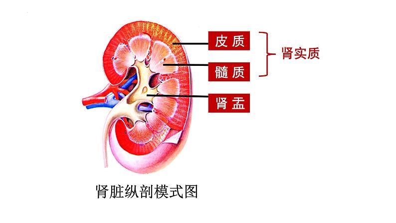 第四单元第十一章第二节  尿液的形成与排出  课件 北师大版生物七年级下册06