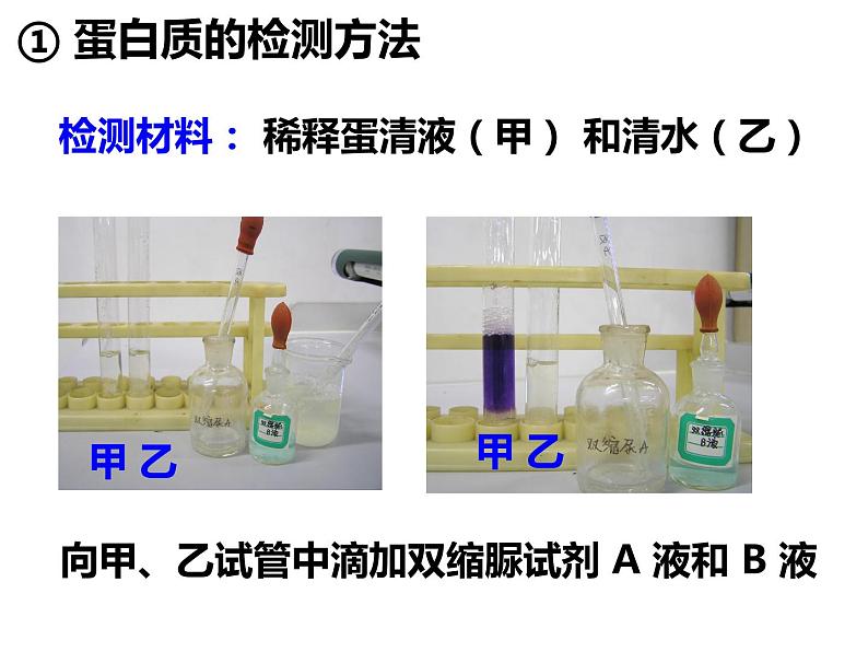 第四单元第八章第一节 人类的食物 课件 北师大版生物七年级下册04