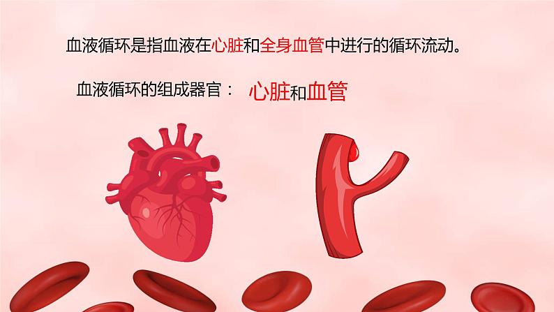 第四单元第九章第二节血液循环（第一课时）课件 北师大版生物七年级下册第4页