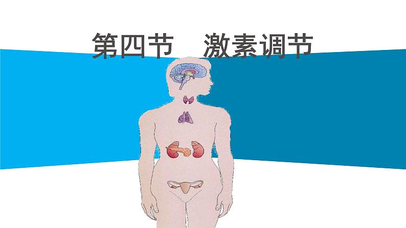 第四单元第六章第四节 激素调节课件  人教版生物七年级下册第1页