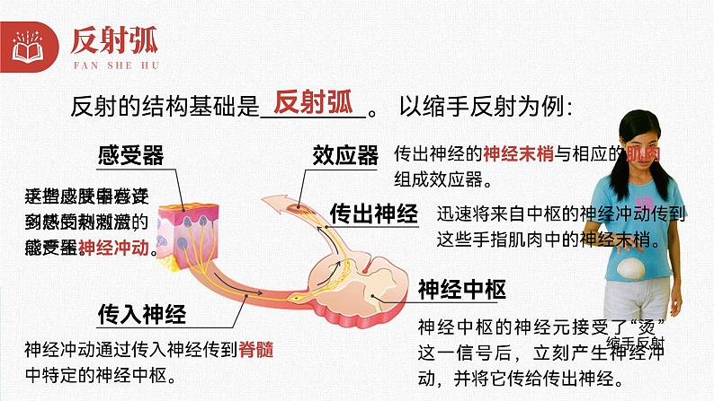 第四单元第六章第三节神经调节的基本方式 课件  人教版生物七年级下册08