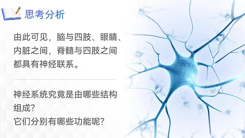 第四单元第六章第二节神经系统的组成  课件  人教版生物七年级下册 (1)06