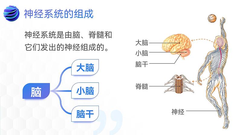 第四单元第六章第二节神经系统的组成  课件  人教版生物七年级下册 (1)07