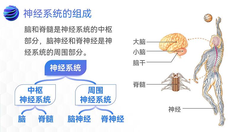 第四单元第六章第二节神经系统的组成  课件  人教版生物七年级下册 (1)08