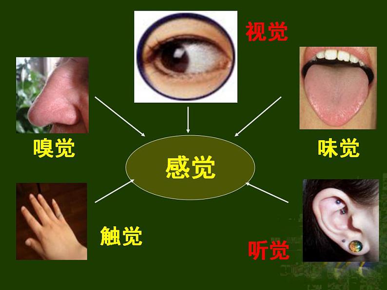 第四单元第六章第一节人体对外界环境的感知 课件  人教版生物七年级下册02