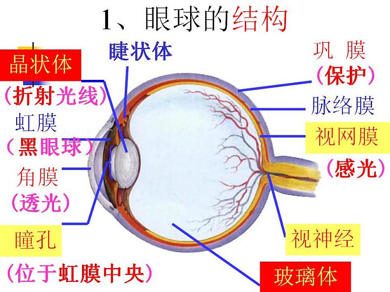 第四单元第六章第一节人体对外界环境的感知 课件  人教版生物七年级下册05