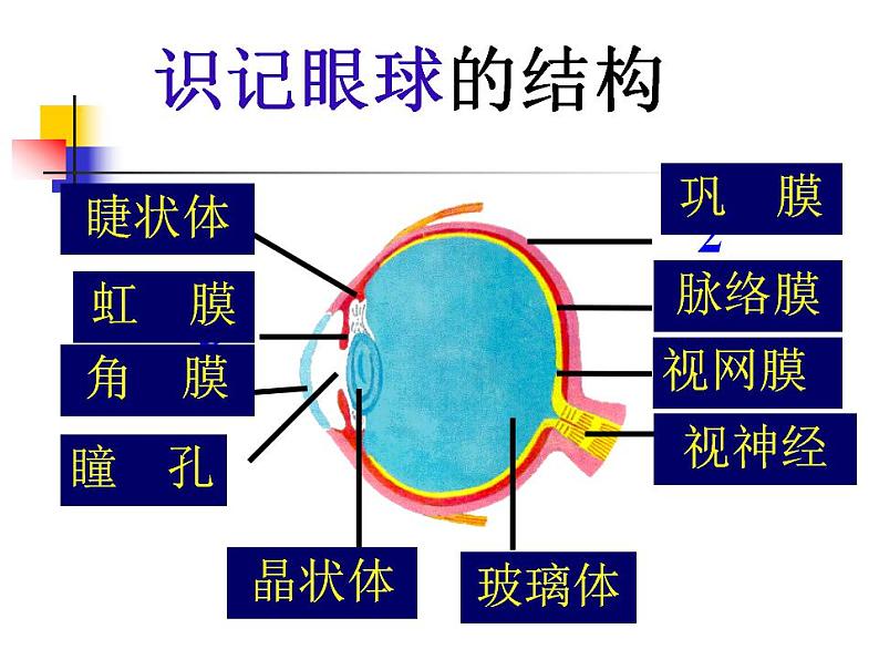 第四单元第六章第一节人体对外界环境的感知 课件  人教版生物七年级下册06