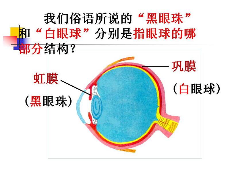 第四单元第六章第一节人体对外界环境的感知 课件  人教版生物七年级下册07