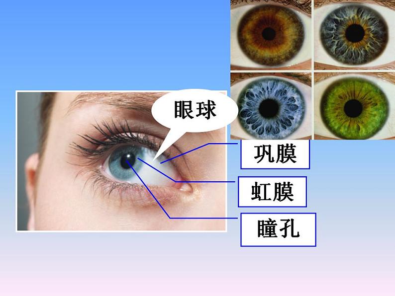 第四单元第六章第一节人体对外界环境的感知 课件  人教版生物七年级下册08