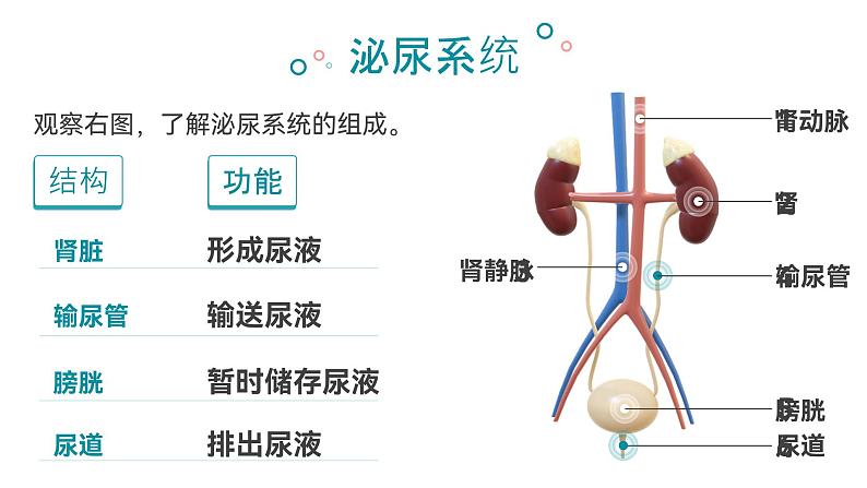 第四单元第五章 人体内废物的排出  课件 人教版生物七年级下册第6页