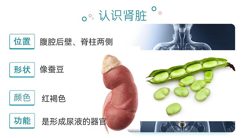 第四单元第五章 人体内废物的排出  课件 人教版生物七年级下册第8页