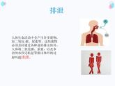 第四单元第四章人体内废物的排出课件  人教版生物七年级下册