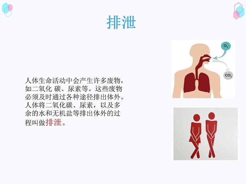 第四单元第四章人体内废物的排出课件  人教版生物七年级下册第4页