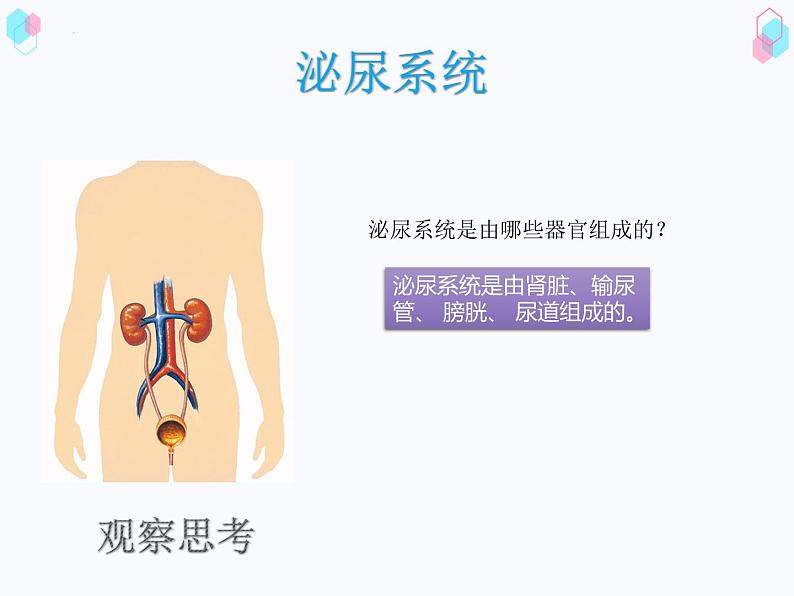 第四单元第四章人体内废物的排出课件  人教版生物七年级下册第6页