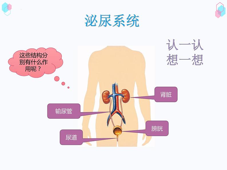 第四单元第四章人体内废物的排出课件  人教版生物七年级下册第7页