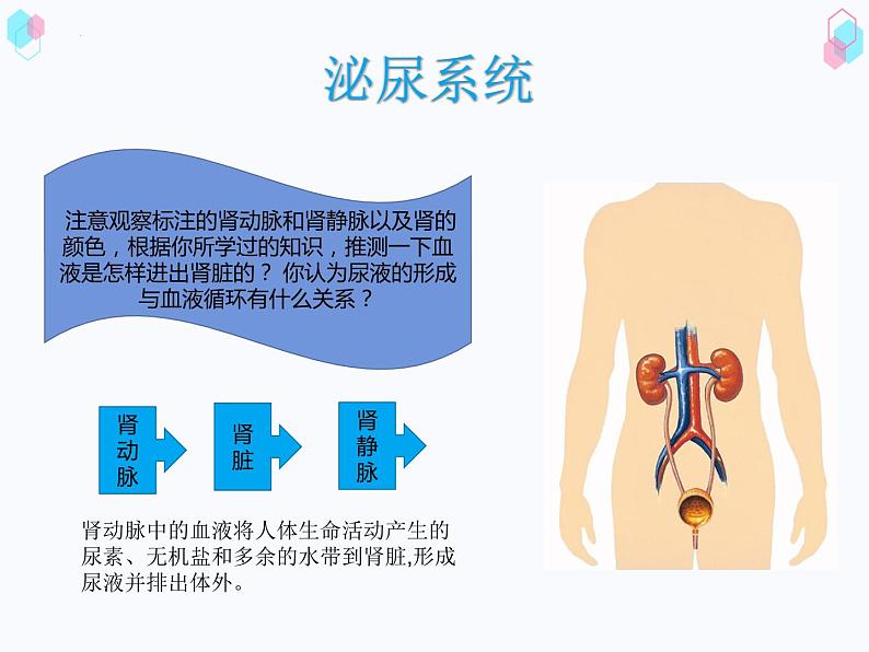 第四单元第四章人体内废物的排出课件  人教版生物七年级下册第8页