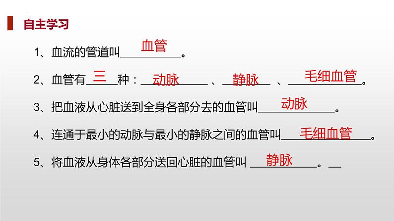 第四单元第四章第二节血流的管道——血管课件  人教版生物七年级下册 (1)06