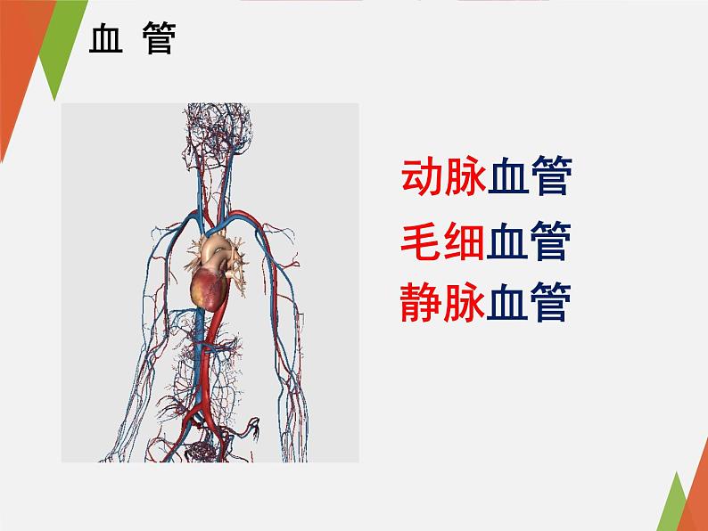 第四单元第四章第二节血流的管道——血管课件  人教版生物七年级下册02