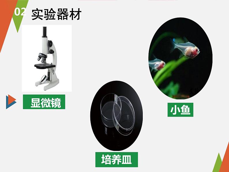 第四单元第四章第二节血流的管道——血管课件  人教版生物七年级下册07