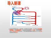 第四单元第四章第一节流动的组织 血液 课件 人教版生物七年级下册