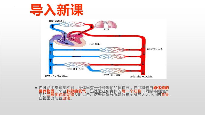 第四单元第四章第一节流动的组织 血液 课件 人教版生物七年级下册02